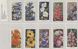 1939 W D & H O Wills Garden Flowers Of Sudell Set 50  #*