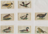 1910 S-6.2A BIRDS LOT (14) 2 BY 3 INCHES   #*