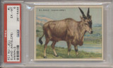 1925 FC1 Nu-Jell Animals #L  Eland Antelope PSA 6 EX-MT  #*