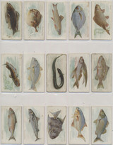 1889  Allen Ginter  N8  50  Fish  Lot  30/50  #*