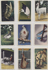 1958 F333 Jewels Tea Co Animals Of The Week 45/51 #*sku35963 1958 F333 Jewels Tea Co Animals Of The Week 45/51 #*sku35963