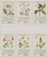1920'S COCA-COLA F213-3 THE WORLD OF NATURE SERIES IV "SOME COMMON WILD FLOWERS"  #*sku37465