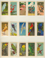 1960's Brooke Bond Canada Ltd F450-5 Series 6 Tropical Birds U S A Made Lot 35/48  #*