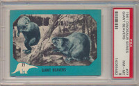 1961 Dinosaur Series #77 Giant Beavers PSA 8 NM-MT  #*