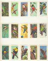 1964 Brooke Bond Canada Ltd Tropical Birds FC34-8 Series 6 Tropical Birds Lot 47   #*