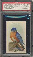 Useful Birds Of America #10 Eastern Bluebird PSA 8 NM-MT  #*