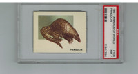 1951 Animals Of The World #106 Pangolin PSA 7 NM   #*