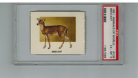 1951 Animals Of The World #108 Brocket PSA 6 EX-MT  #*