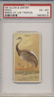 1889 N5 ALLEN & GINTER BIRDS OF THE TROPICS RHEA PSA 6 EX-MT   #*