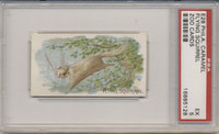 1911 E28 PHILA. CARAMEL ZOO CARDS FLYING SQUIRREL PSA 5 EX  #*