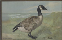 1905 Church & Dwight Co Print Canada Goose 6 1/2 by 9 3/4 inches  #*