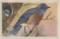 1943 F274-3b Beautiful Birds Of The West Series 17/24  #*sku2044