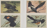 1943 F274-3b Beautiful Birds Of The West Series 17/24  #*sku2044