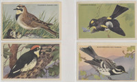 1943 F274-3b Beautiful Birds Of The West Series 17/24  #*sku2044
