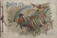 1888-1890 Allen & Ginter A-4 Birds Of The Tropics  #*