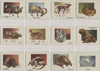 1950 Topps Animals Set 100  2ND Best  #*