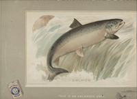 1900's J15 Church & Dwight "Fish Series" Store Poster "Salmon" 11 1/4 by 14 1/2 Inches  #*