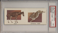 1951 Animals Of The World 2 Card Panel #142 & 143 PSA 7 NM  #*