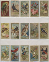 1889 Allen & Ginter Birds  23/50   Mid Grade Average  #*sku35032