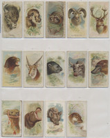 1888 Allen & Ginter N25 Wild Animals Of The World 28/50  #*sku35101