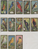 c-1920's E226 Chiclets Gum  Birds Series  13/25  #*sku36057