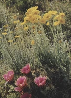 1982 Arizona Highways Magazine March 1982  Arizona Flowers  #*sku37216