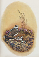 1982 Arizona Highways Magazine February 1982 Arizona's Shorebirds  #*sku37217