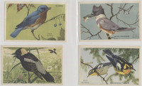 1947 Kellogg's Company F273-2b Birds Pictures Series B 20/24  #*sku37255