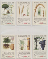 1920'S COCA-COLA F213-3 THE WORLD OF NATURE SERIES III "TREES AND OTHER PLANTS..."  #*sku37464