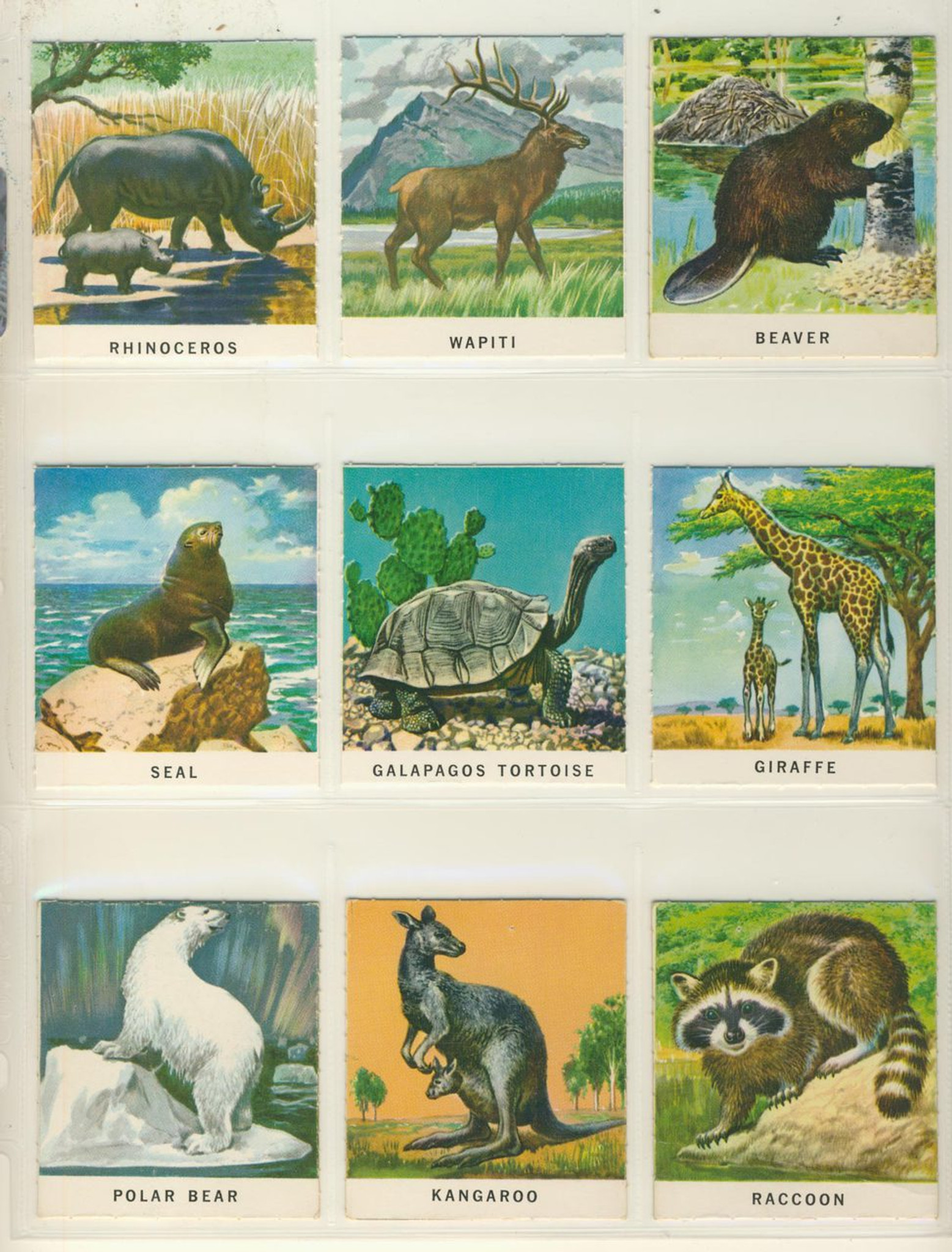 Download 1960 S Golden Press Animals Punched Out Set 45 Scottsdale Cards 2021