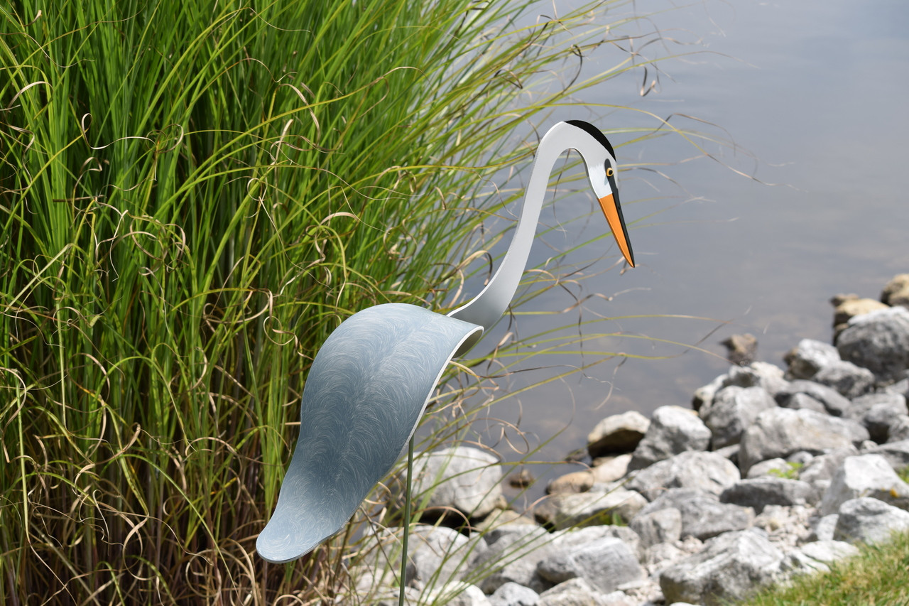 Great Blue Heron Florida Dancing Birds