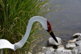 Whooping Crane dancing garden art that moves with the wind atop a 35" stake, made in Michigan, USA.