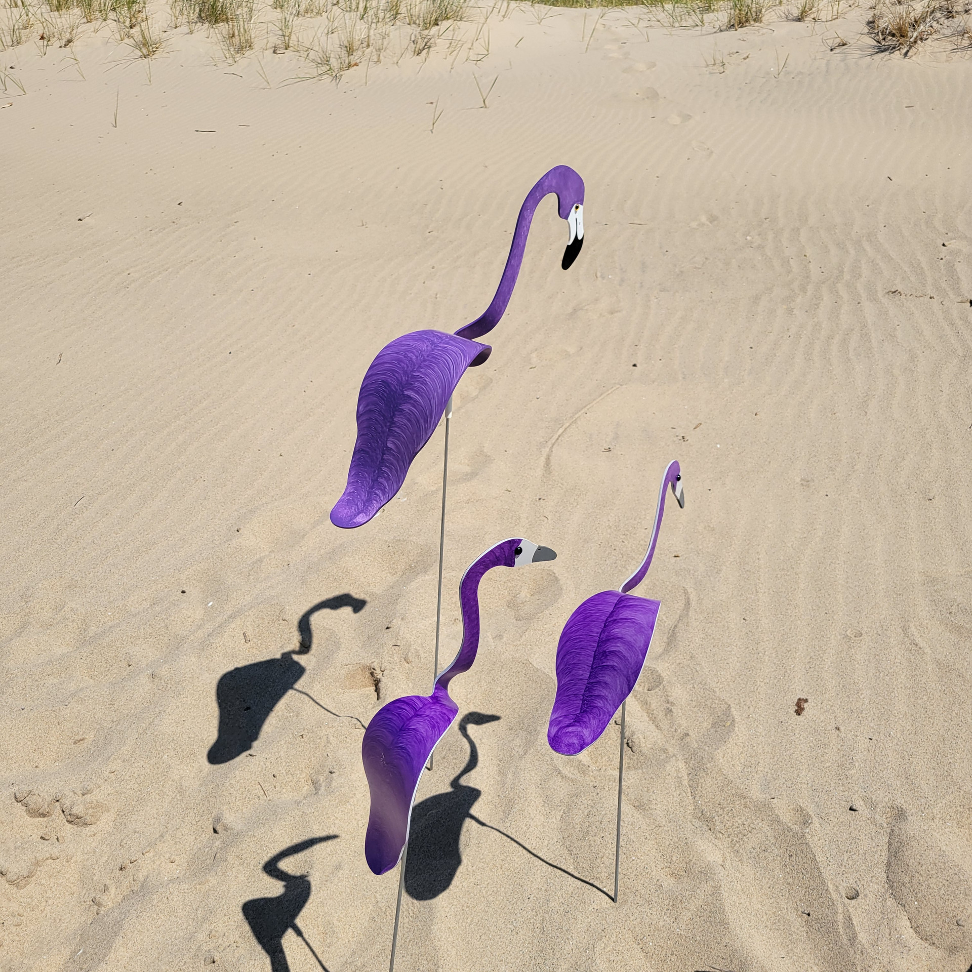 Florida Dancing Birds - qgn833y