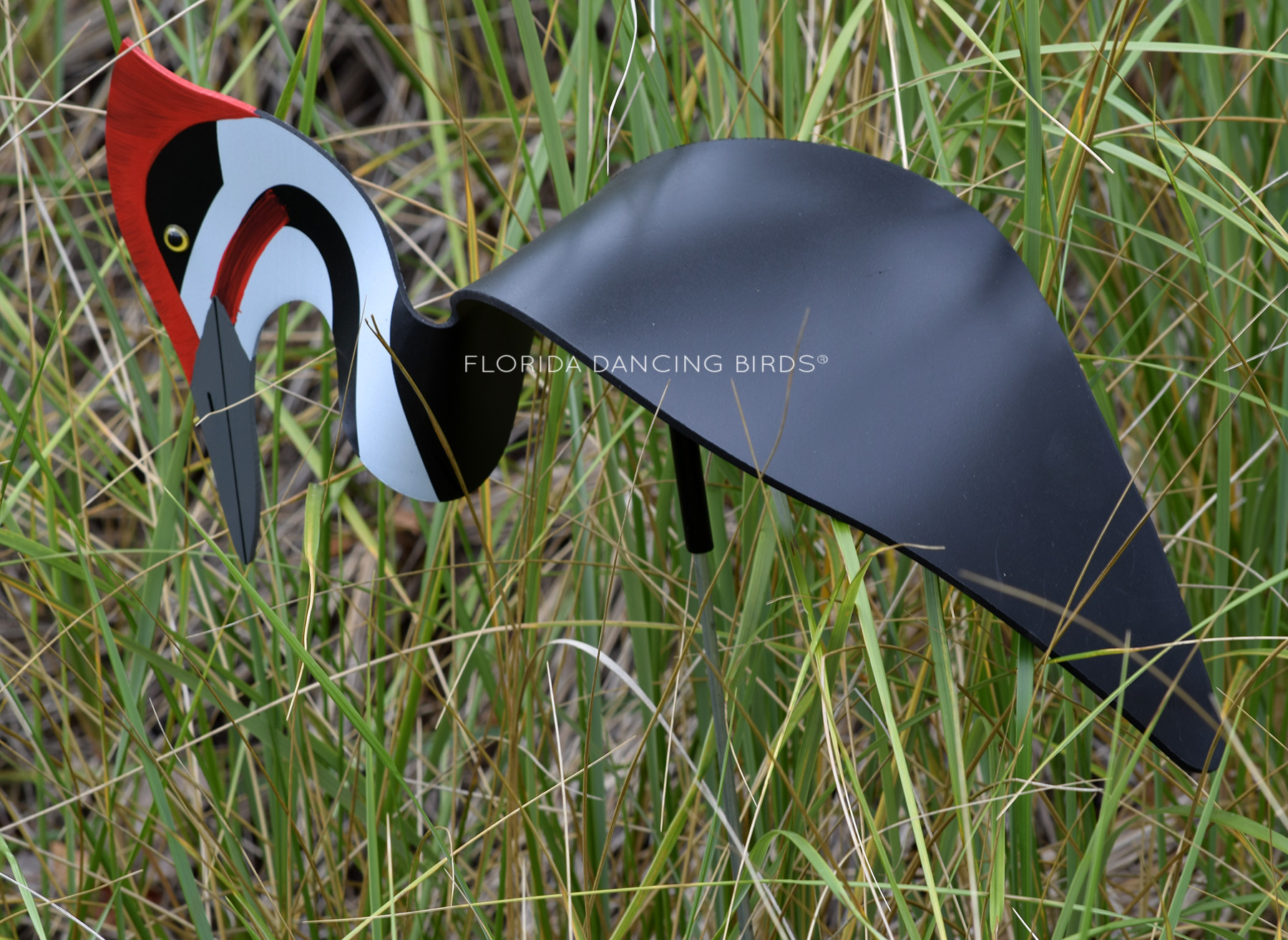 Pileated Woodpecker - Florida Dancing Birds®