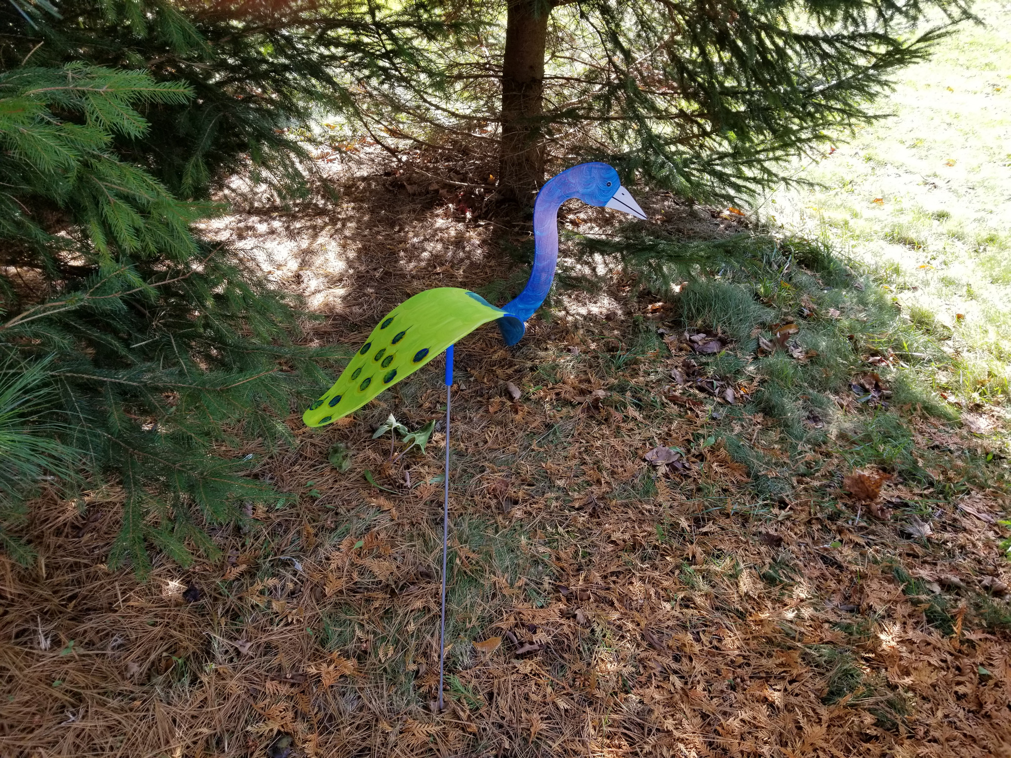 Peacock - Florida Dancing Birds®
