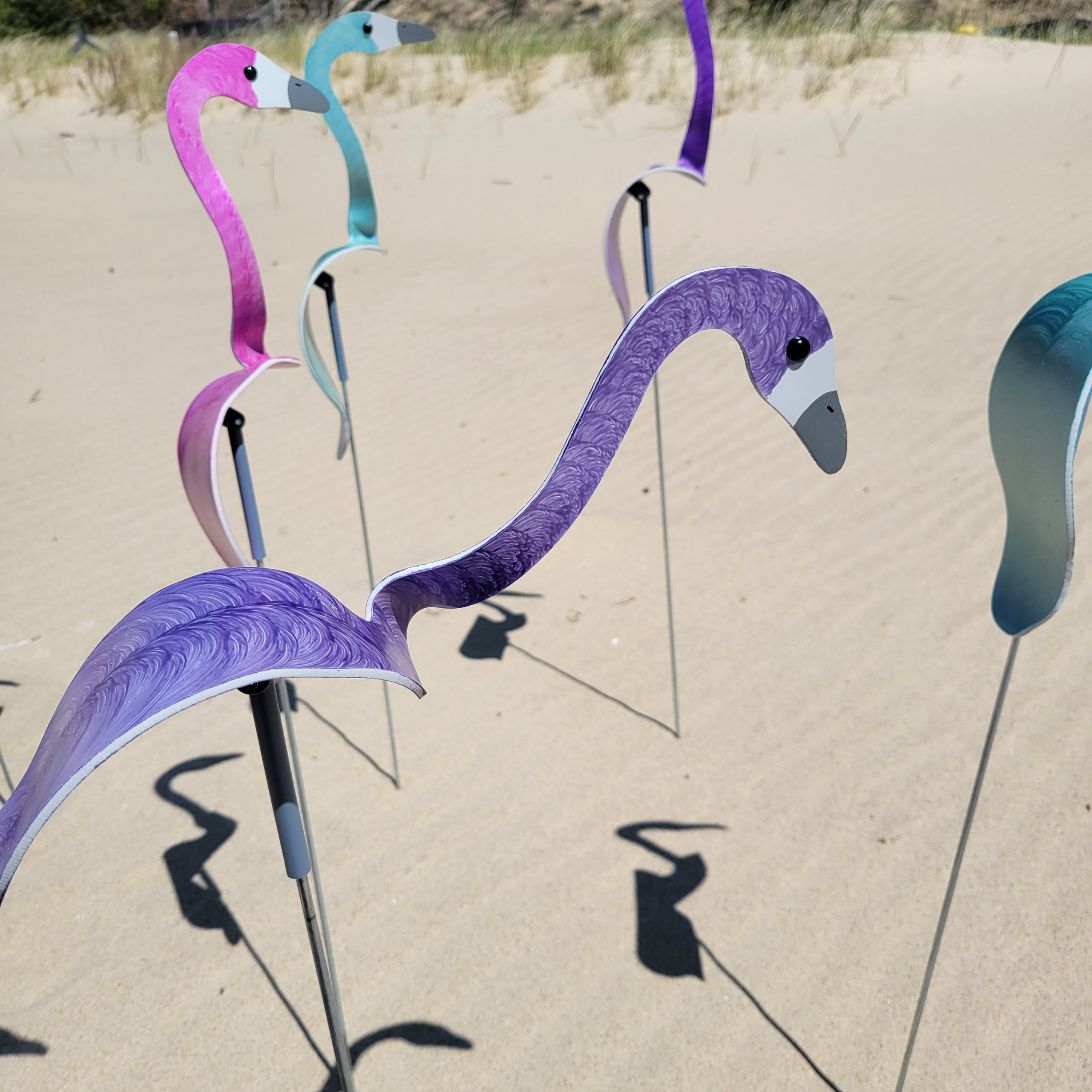 Florida Dancing Birds - yx4eo6t