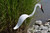 Whooping Crane dancing garden art that moves with the wind atop a 35" stake, made in Michigan, USA.