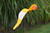 Gold Parrot dancing garden art that moves with the wind atop a 35" stake, made in Michigan, USA.