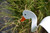 White Duck dancing garden art that moves with the wind atop a 35" stake, made in Michigan, USA.