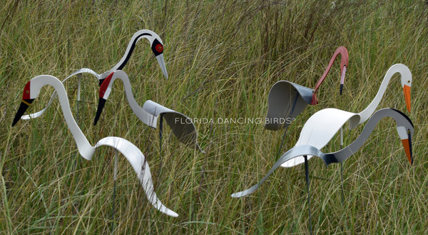 Whooping Crane with Friends