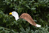 Bald Eagle dancing garden art that moves with the wind atop a 35" stake, made in Michigan, USA.