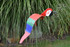 Red Macaw dancing garden art that moves with the wind atop a 35" stake, made in Michigan, USA.