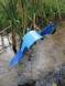 Blue Macaw dancing garden art that moves with the wind atop a 35" stake, made in Michigan, USA.