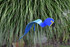 Blue Macaw dancing garden art that moves with the wind atop a 35" stake, made in Michigan, USA.