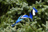 Blue Jay dancing garden art that moves with the wind atop a 35" stake, made in Michigan, USA.