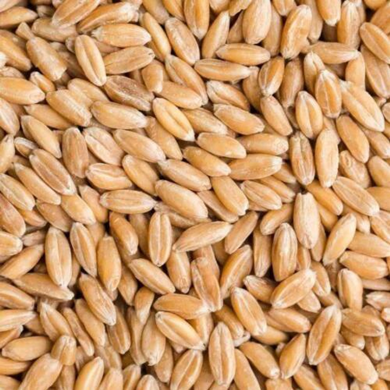 Close up photo of spelt grain with golden yellow hues provided from Centuar ingredients.