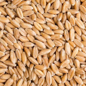 Centaur Spelt Grain 1kg Centaur Spelt Grain 1kg