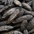 Centaur Tonka Beans 250g with a rich, aromatic flavour. Ideal for desserts, chocolate, and infusions with a warm, spiced profile.