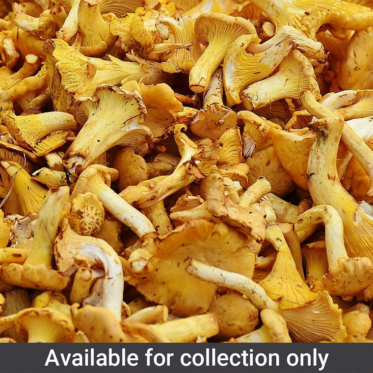 Frozen Girolle Mushrooms 1kg with delicate nutty flavour. Ready to use from frozen for risotto, pasta, sauces and savoury dishes.