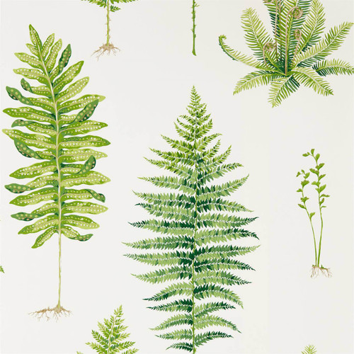 Inspired by the nineteenth century craze for fern collecting and the drawings in subsequent botanist’s publications, this beautifully illustrated Sanderson wallpaper displays diverse and characterful leaf shapes and fragile fronds.